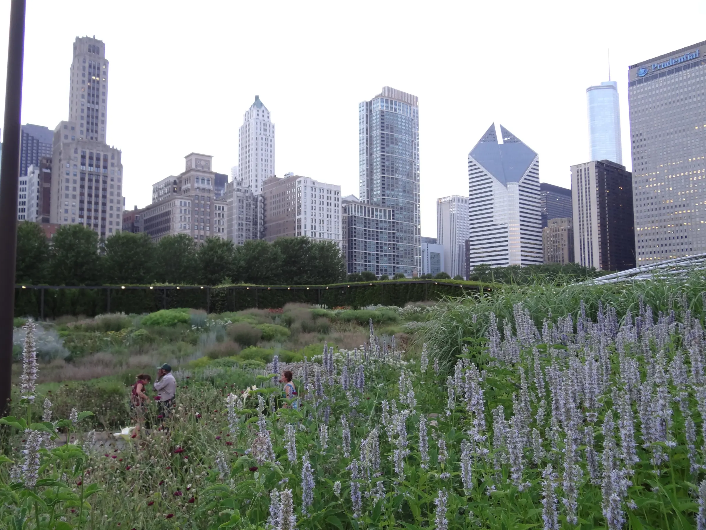 Широкая посадка многолетников в Lurie Garden