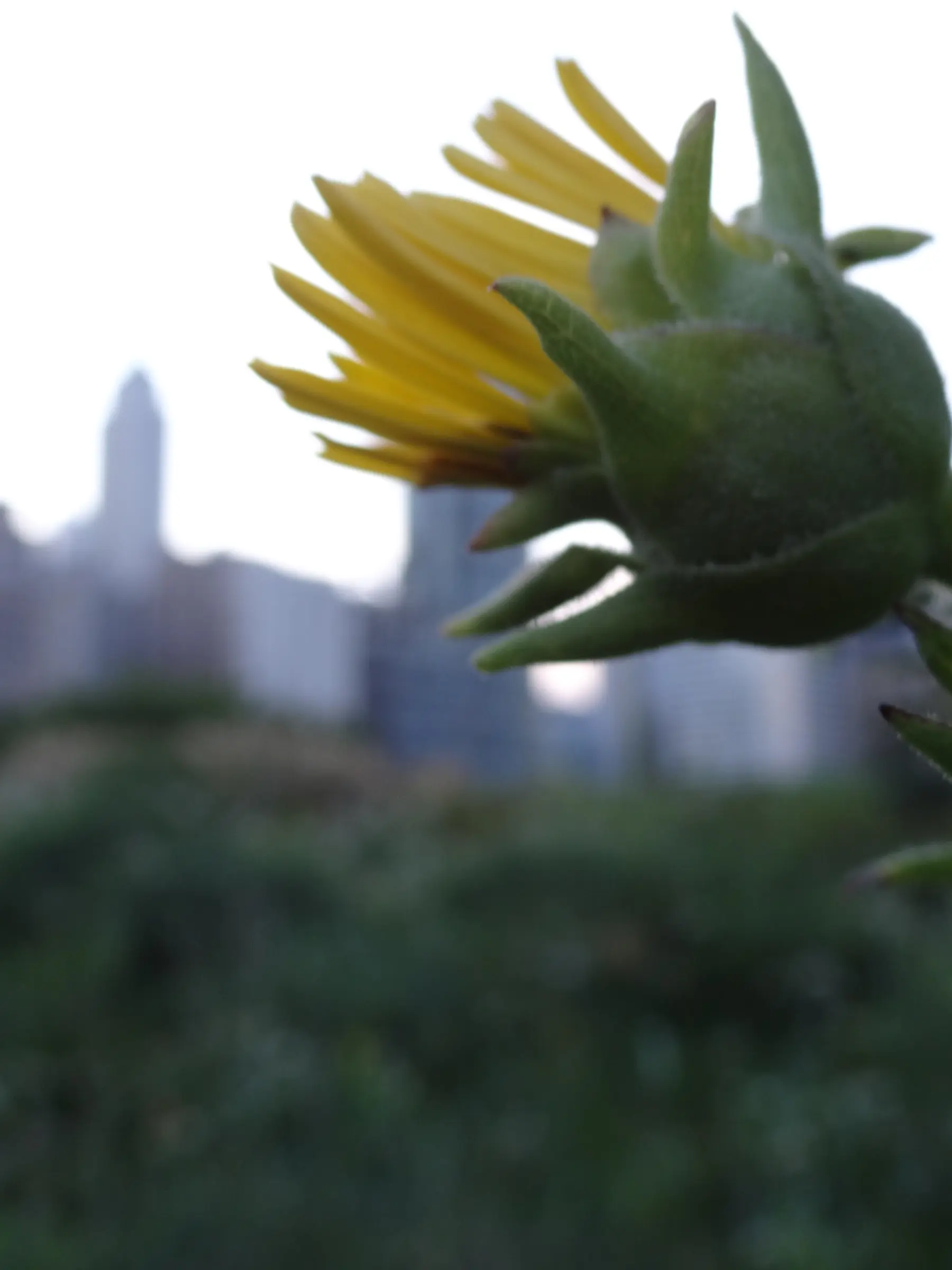 Вертикальные колосья и цветущие многолетники в Lurie Garden