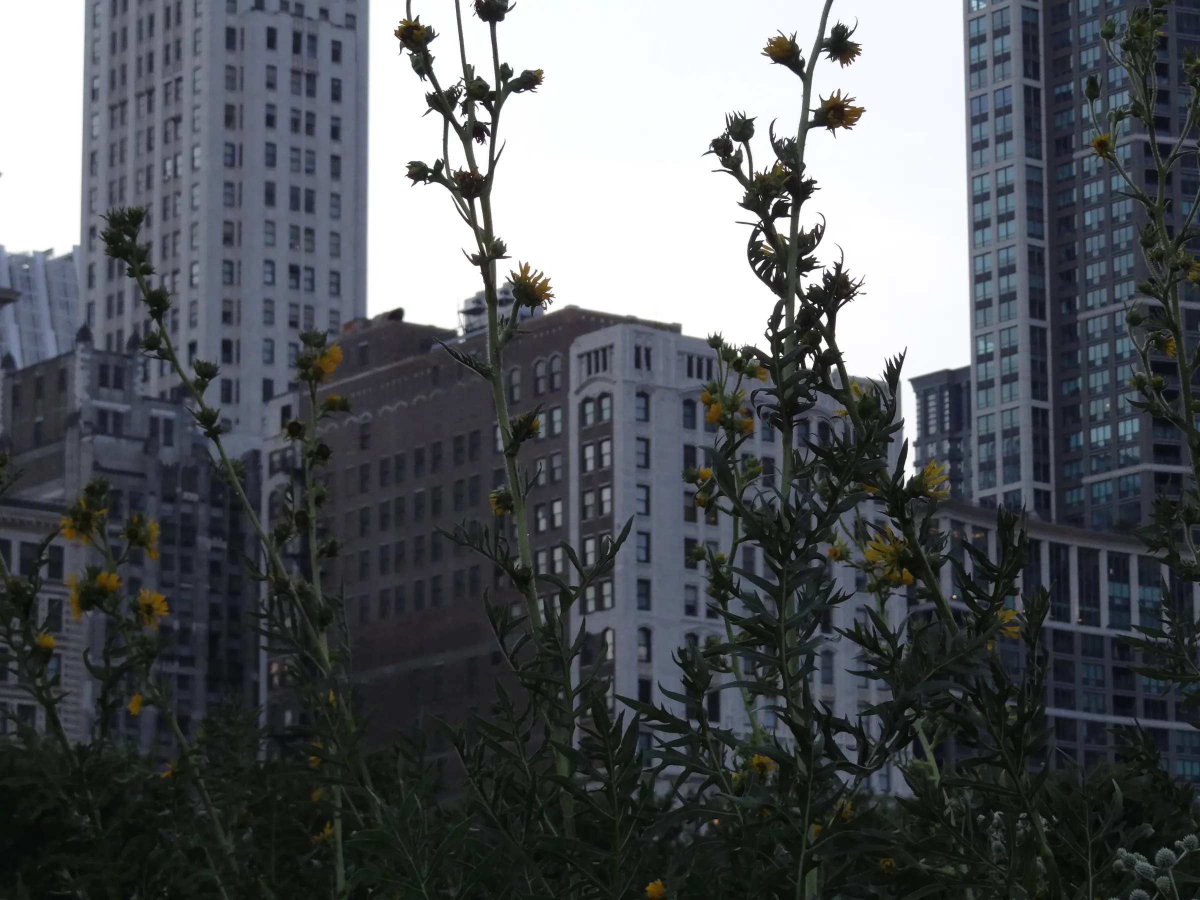 Извилистая дорожка проходит через посадку Lurie Garden