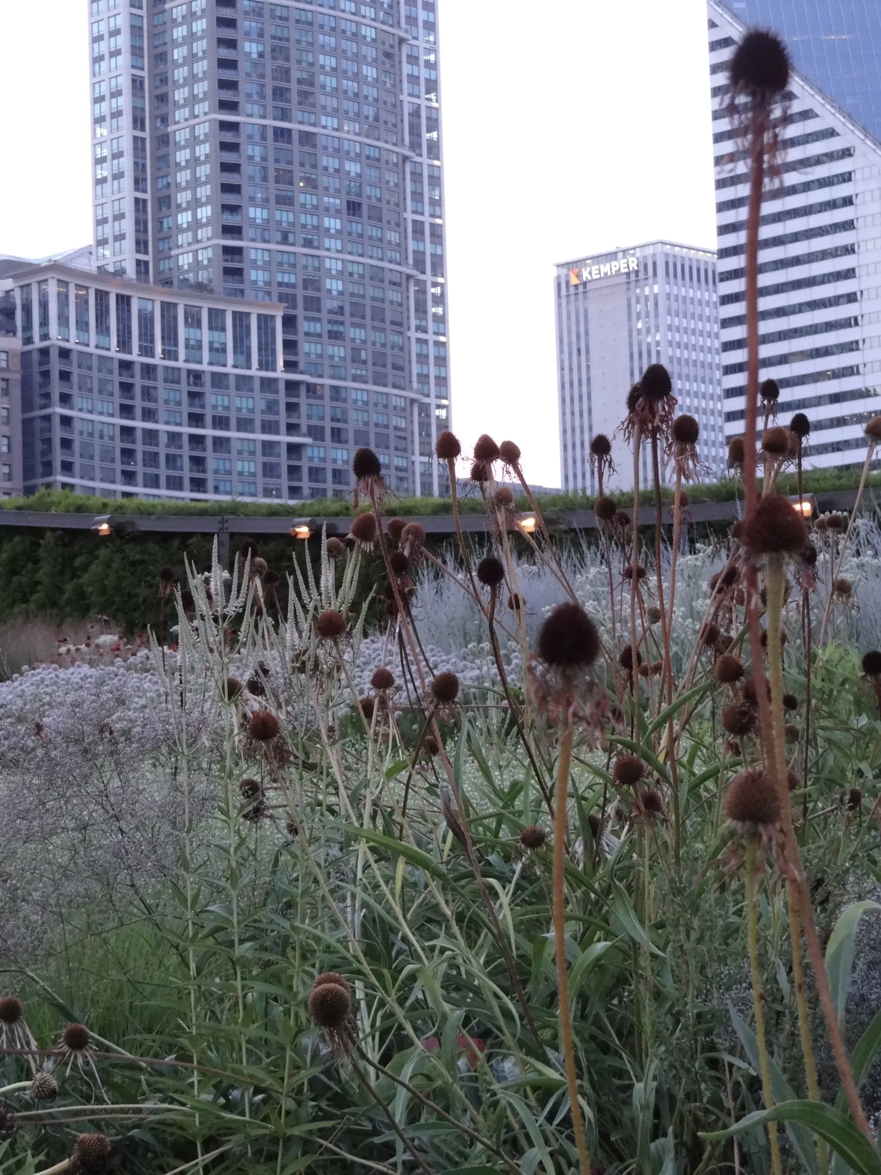 Высокие травы и тёмные семенные головки в Lurie Garden