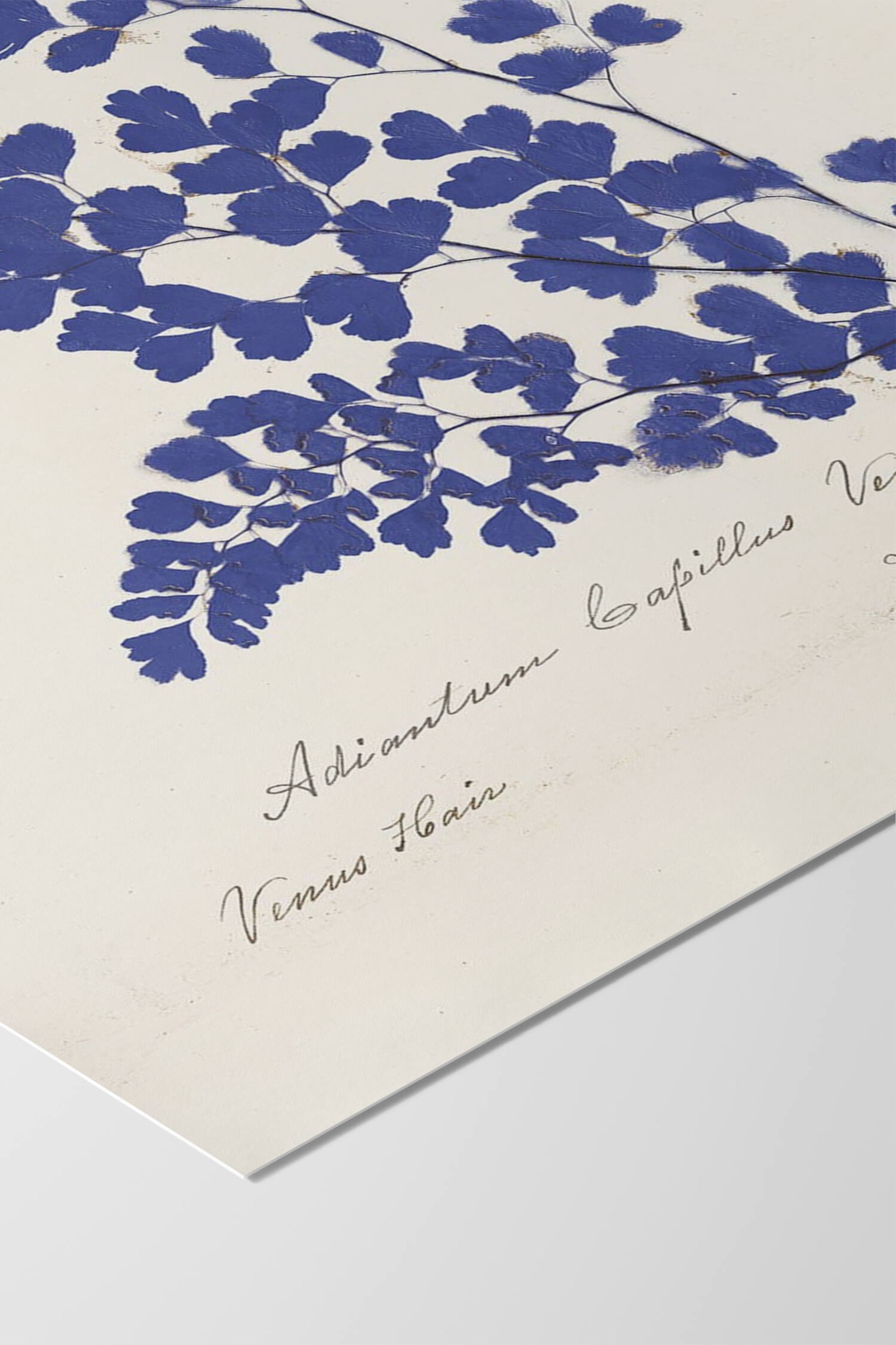 Плакат H&M 30X40 см Wild Apple- Botanical Fern III Blue Цвет: Разноцветный