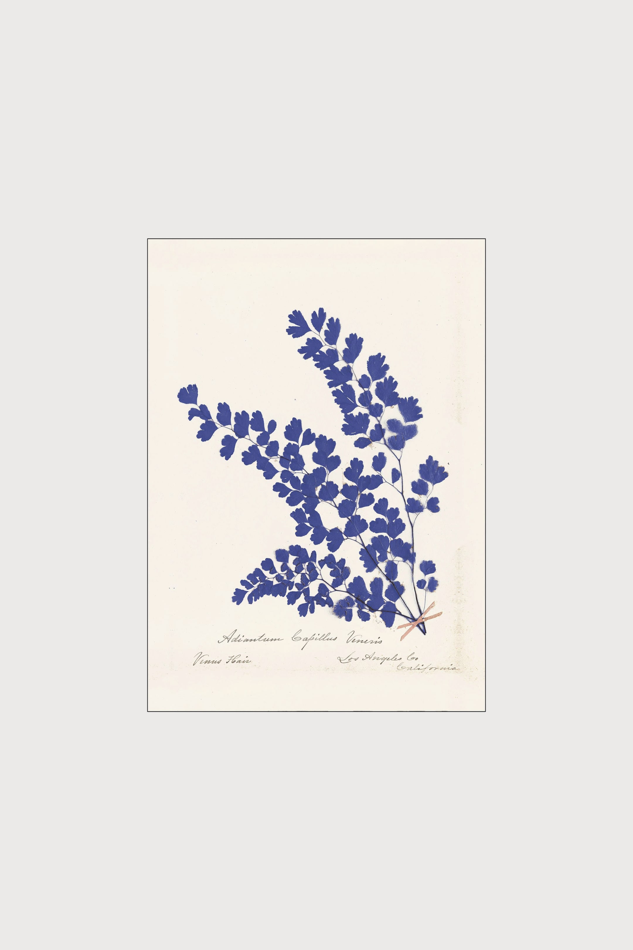 Плакат H&M 30X40 см Wild Apple- Botanical Fern III Blue Цвет: Разноцветный ракурс 2