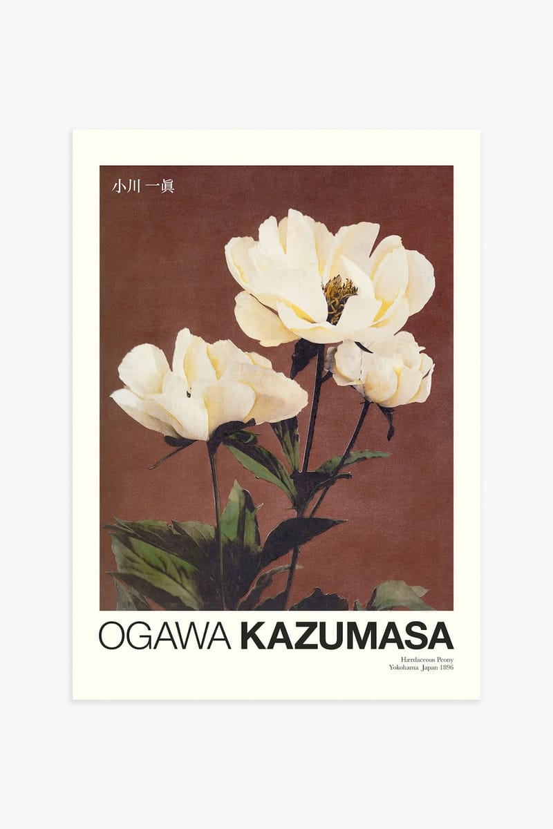 Плакат H&M 50х70 см Пион от Kazumasa ракурс 2