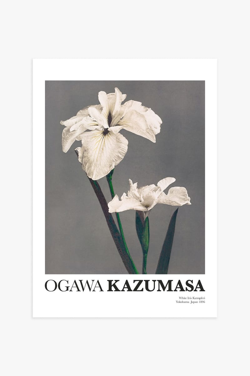 Плакат H&M 50х70 см Белый ирис от Kazumasa ракурс 2