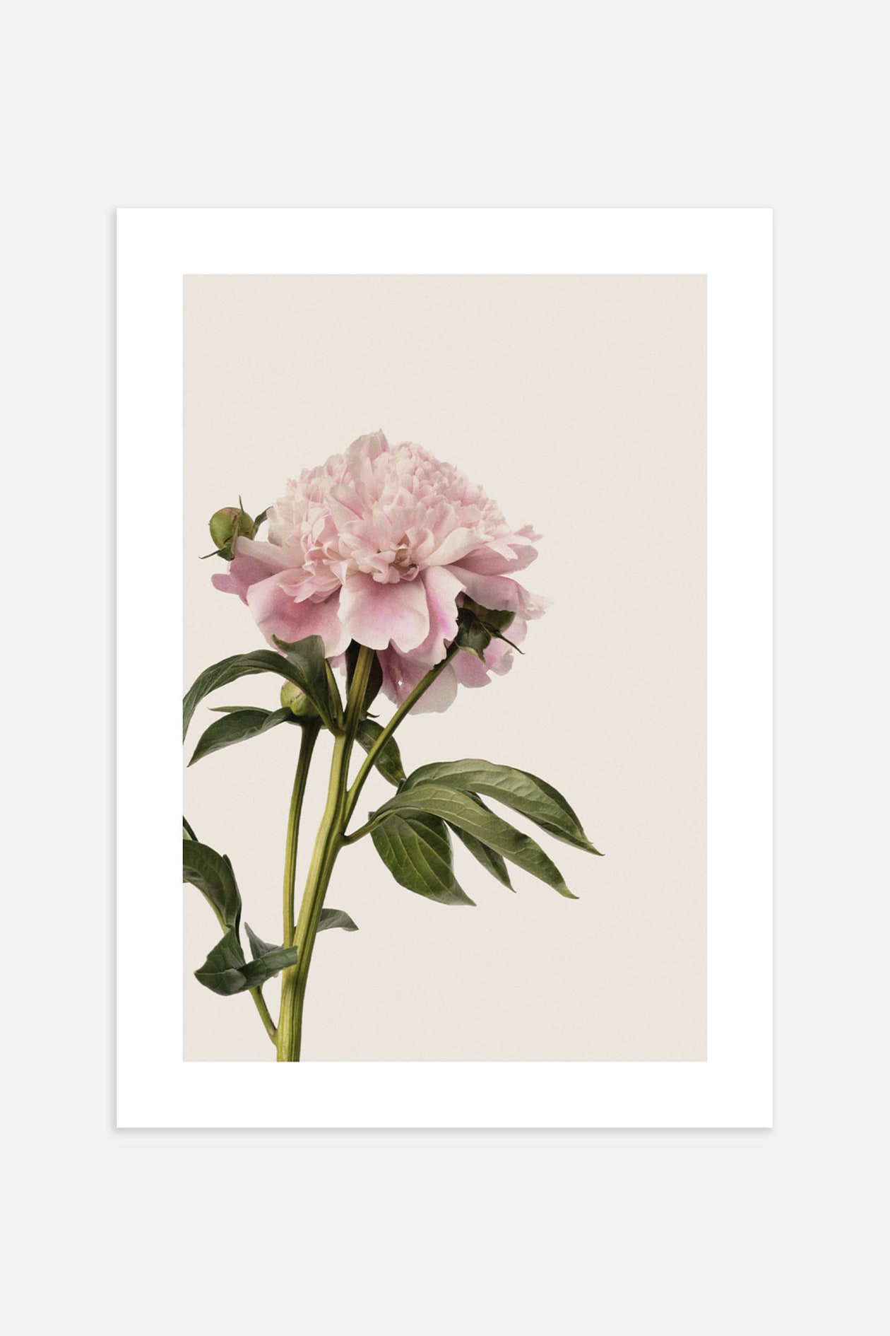 Плакат H&M 50х70 см Vintage Peony ракурс 2