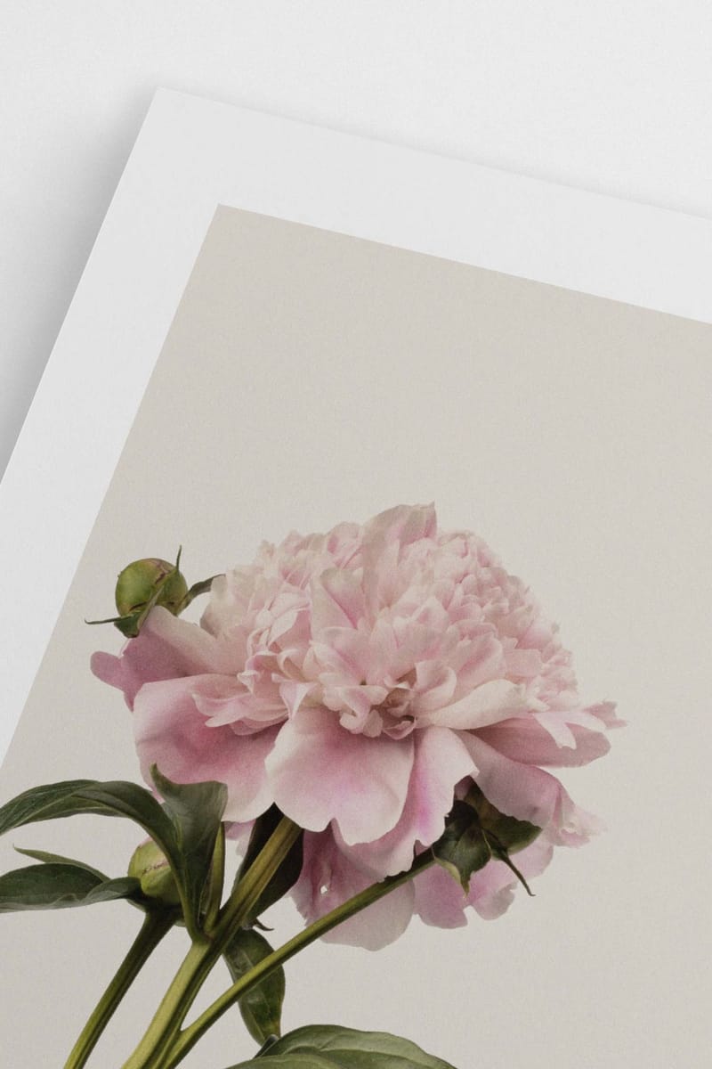 Плакат H&M 50х70 см Vintage Peony