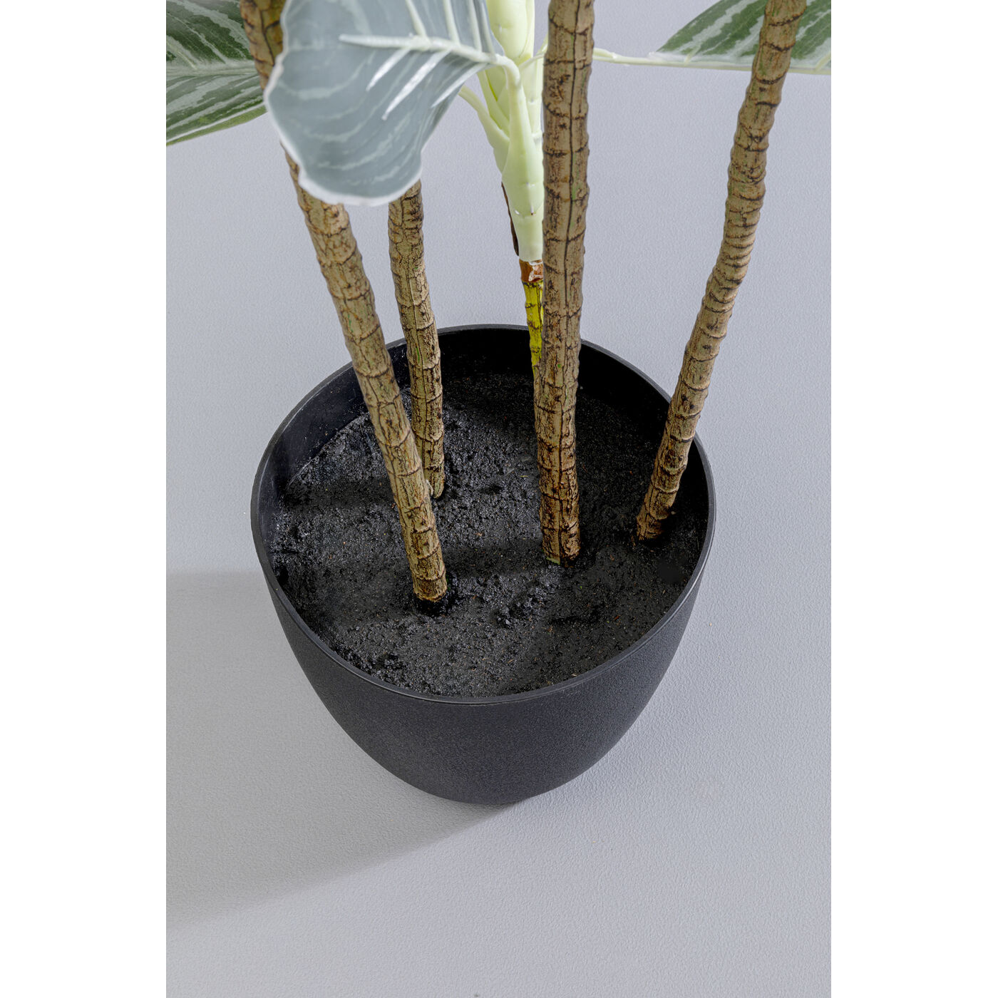 Растение декоративное Calathea ракурс 4