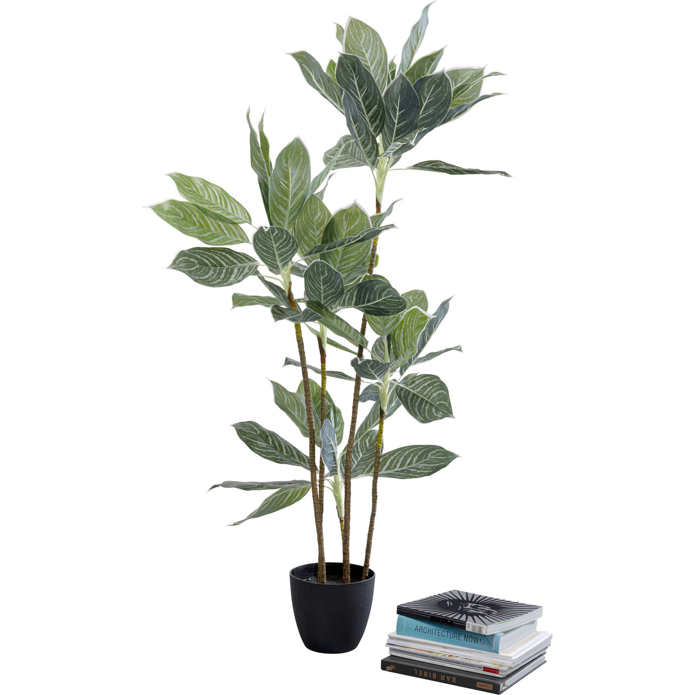 Растение декоративное Calathea ракурс 5