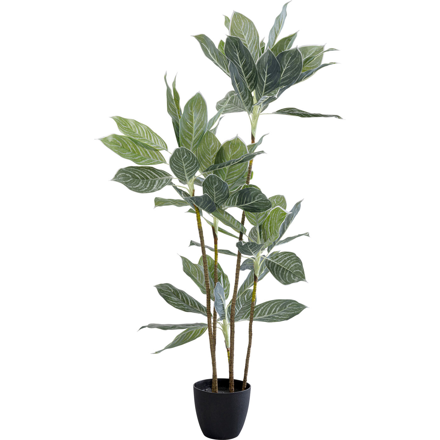 Растение декоративное Calathea ракурс 2