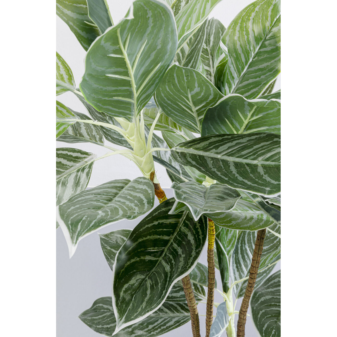 Растение декоративное Calathea ракурс 3