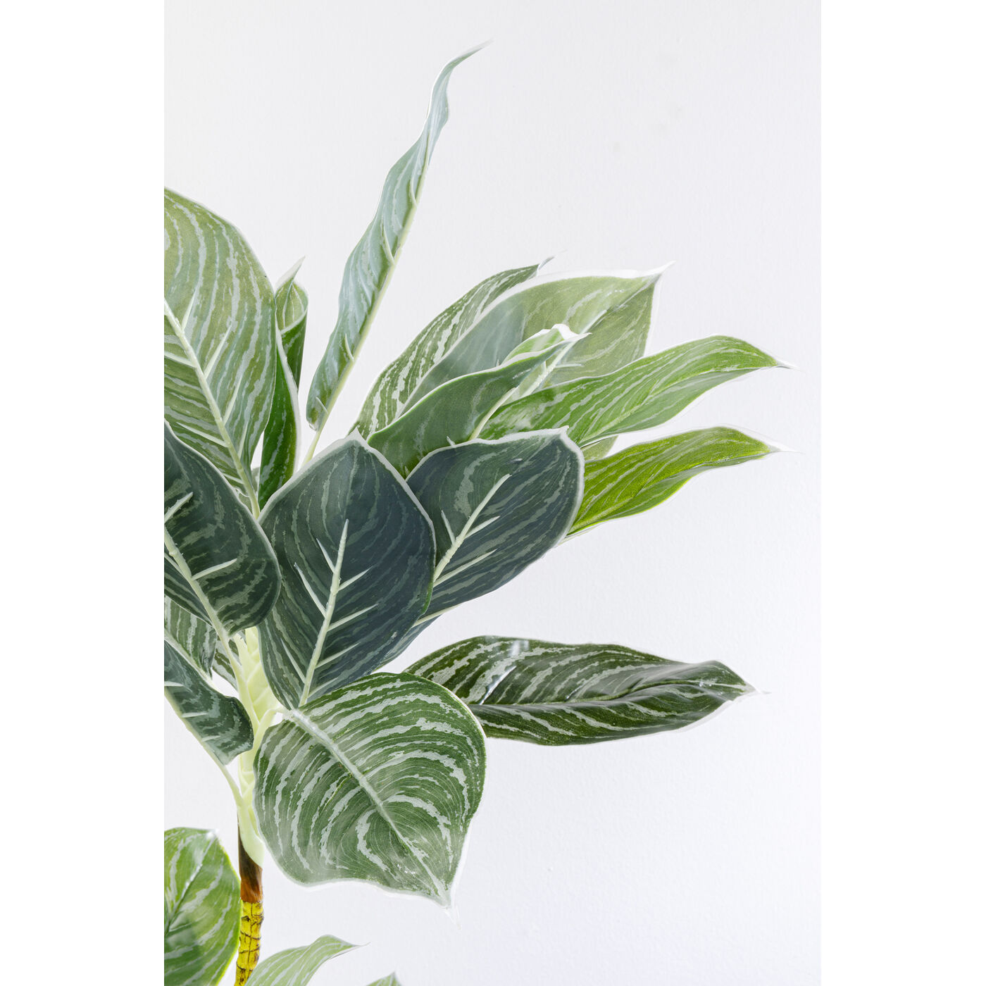Растение декоративное Calathea, 140 см