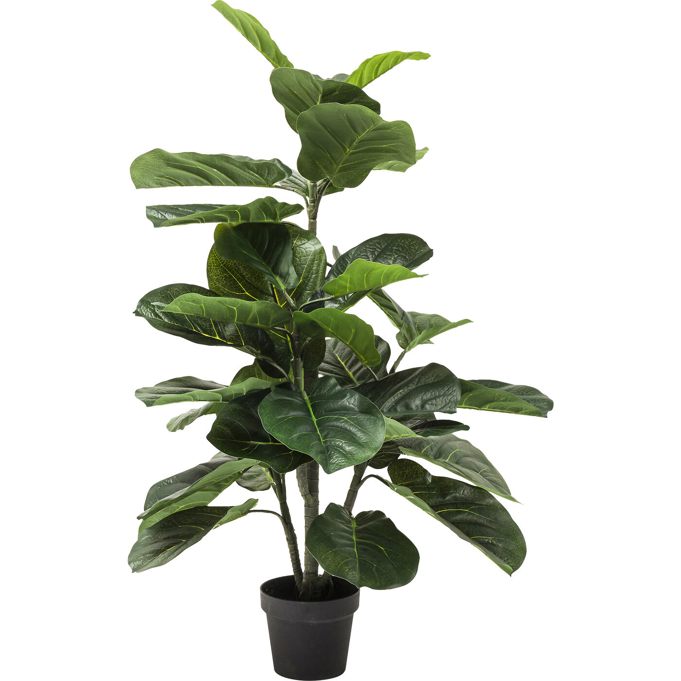 Растение декоративное Fiddle Leaf ракурс 2