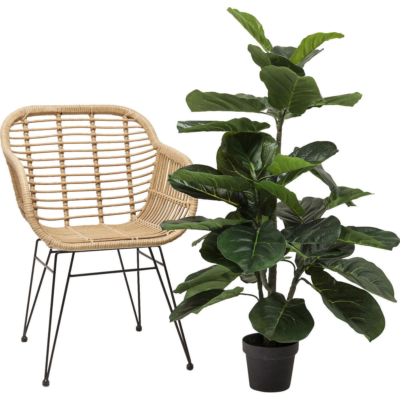 Растение декоративное Fiddle Leaf ракурс 4