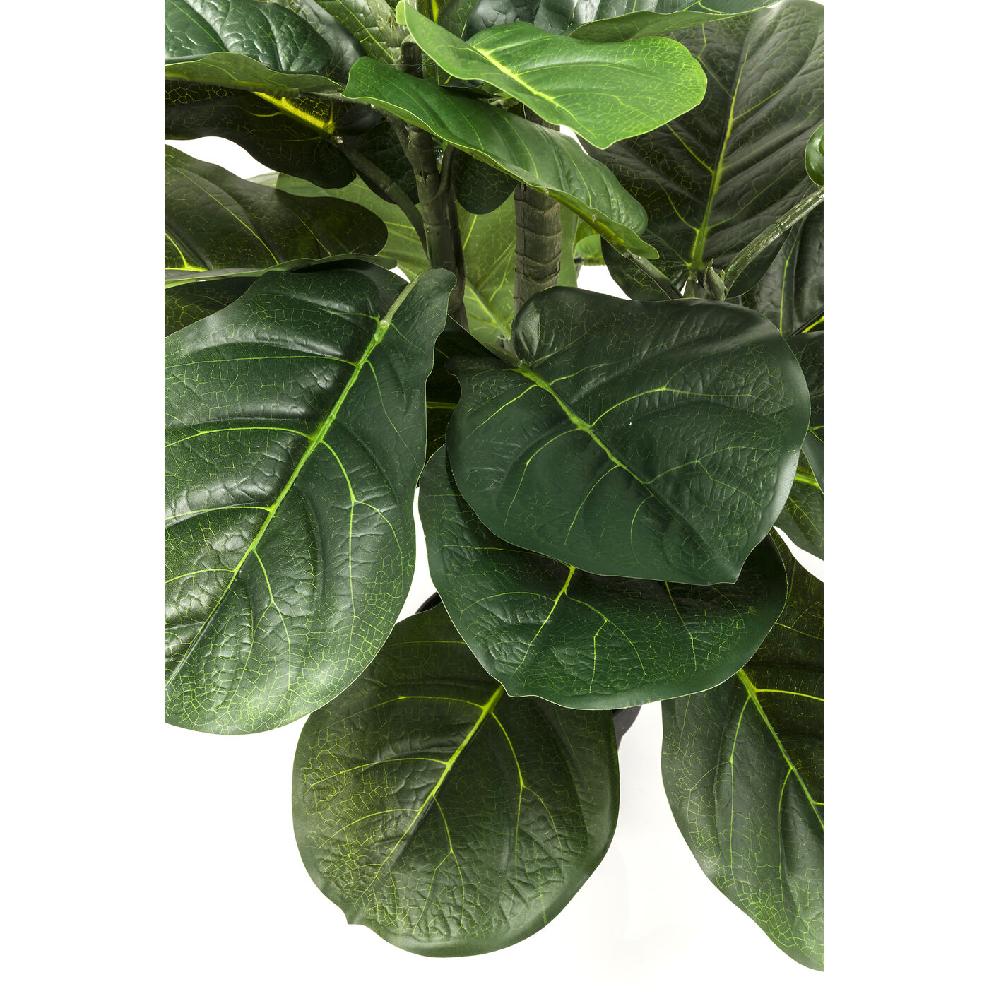 Растение декоративное Fiddle Leaf ракурс 3