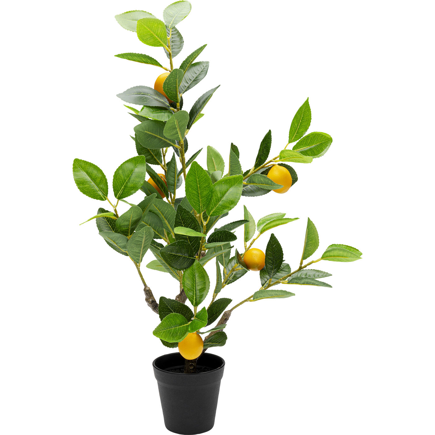Растение декоративное Lemon Tree ракурс 4