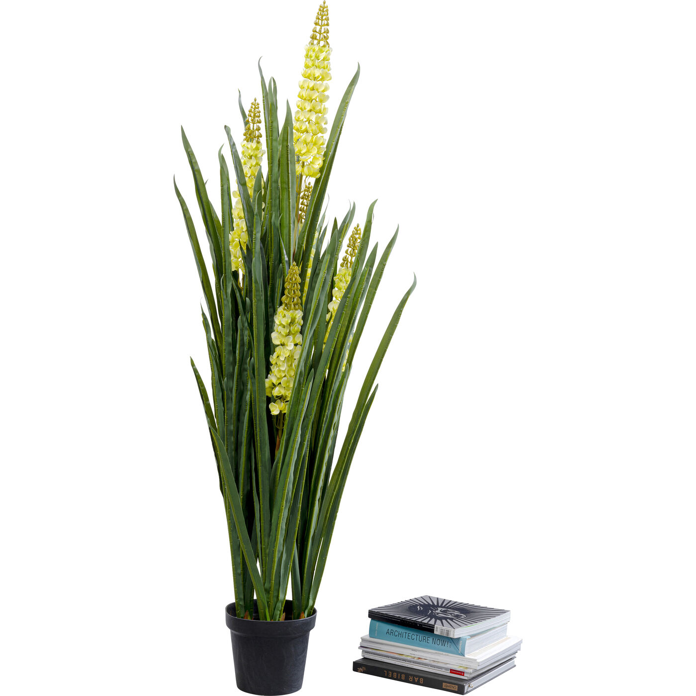 Растение декоративное Rhynchostylis ракурс 5
