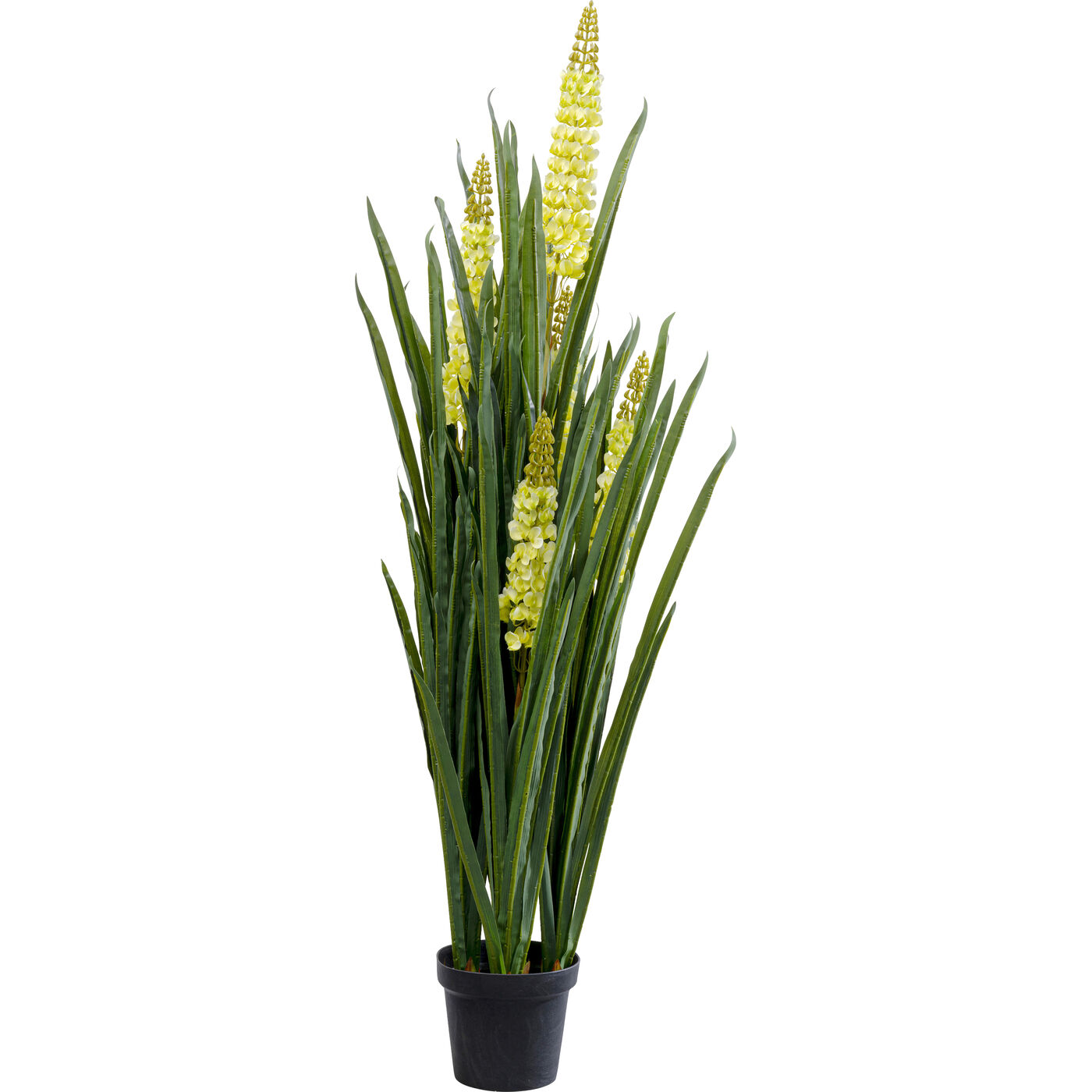 Растение декоративное Rhynchostylis ракурс 2