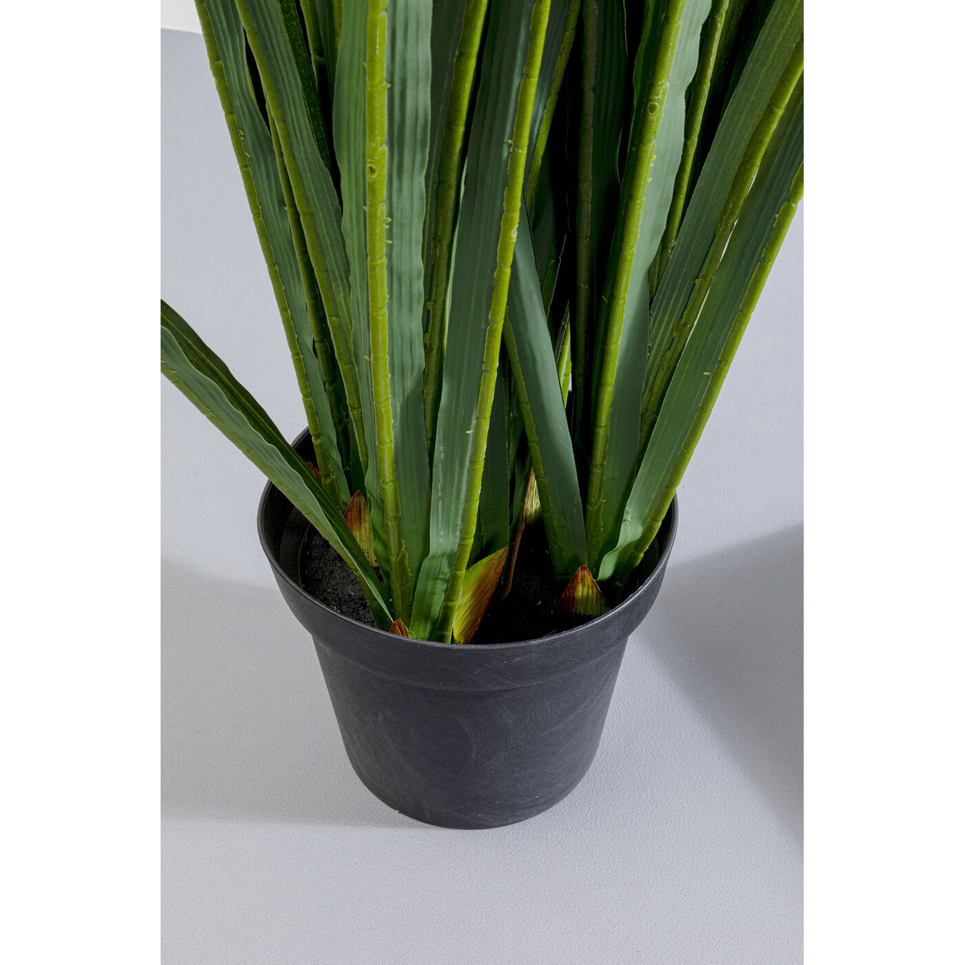 Растение декоративное Rhynchostylis ракурс 3