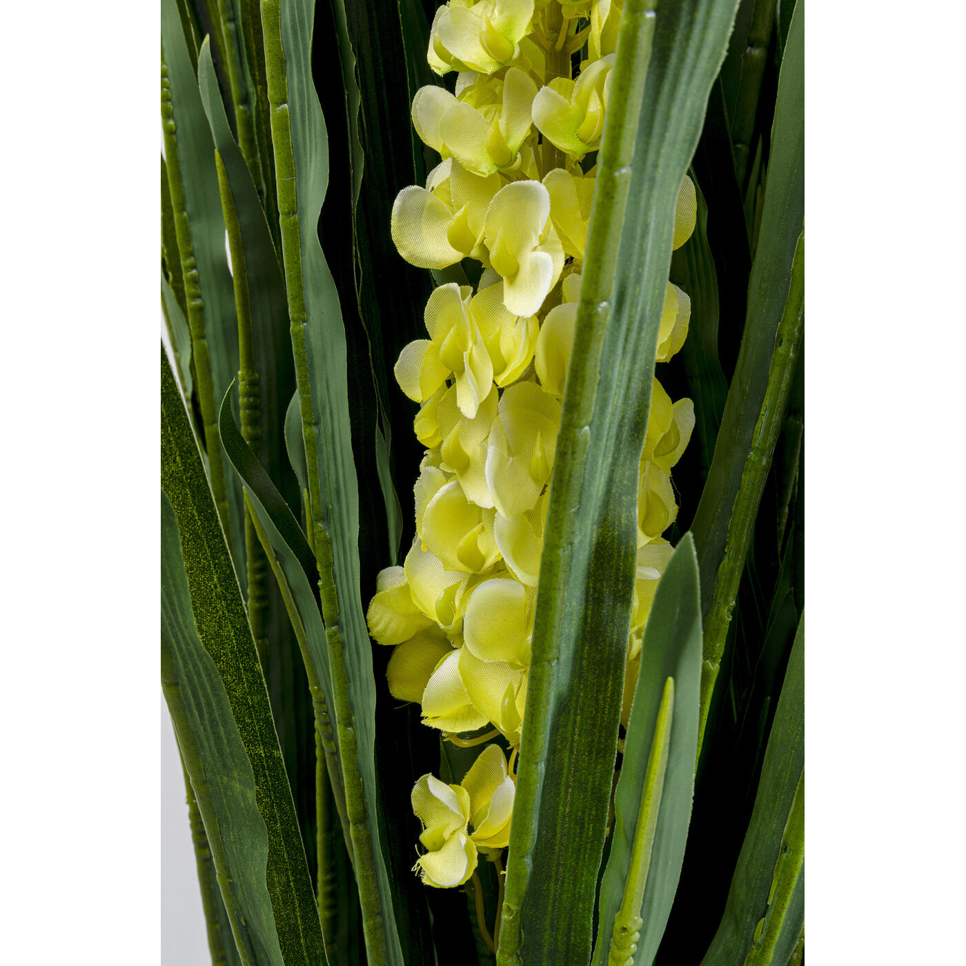Растение декоративное Rhynchostylis ракурс 4