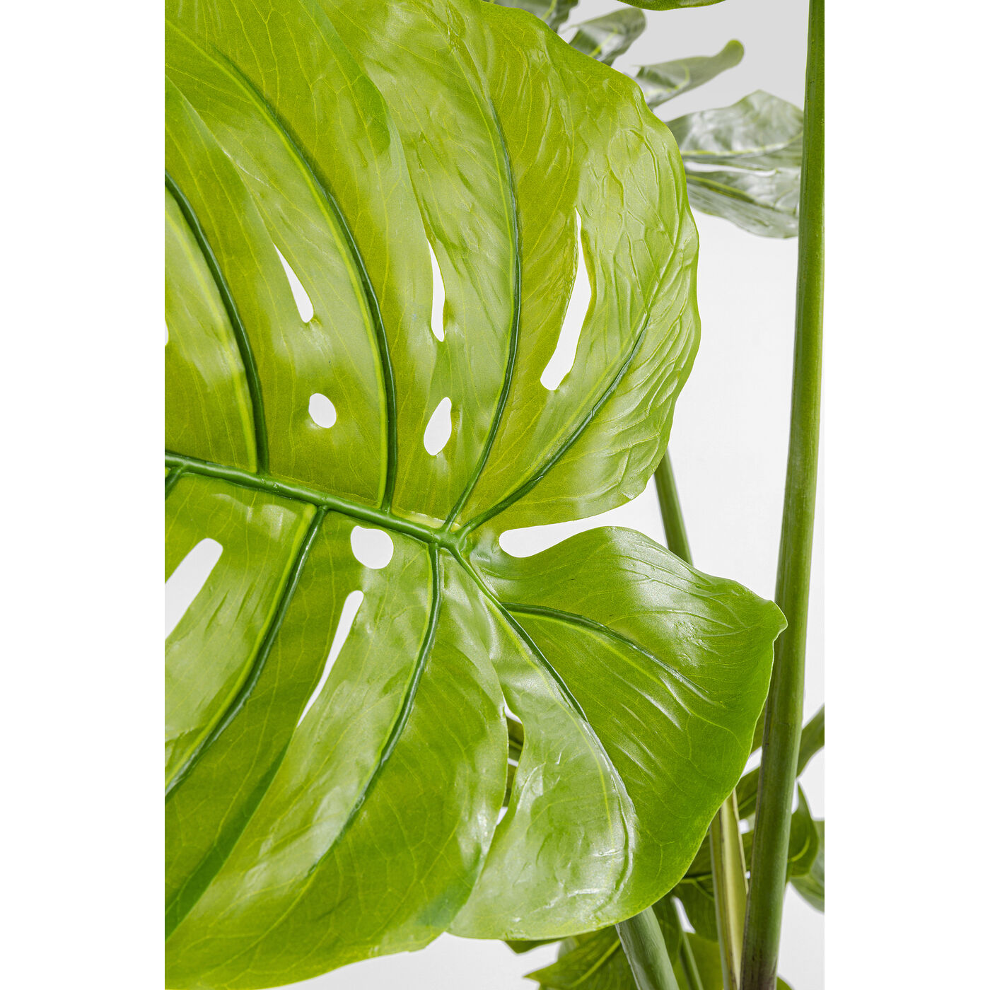 Растение декоративное Monstera ракурс 4