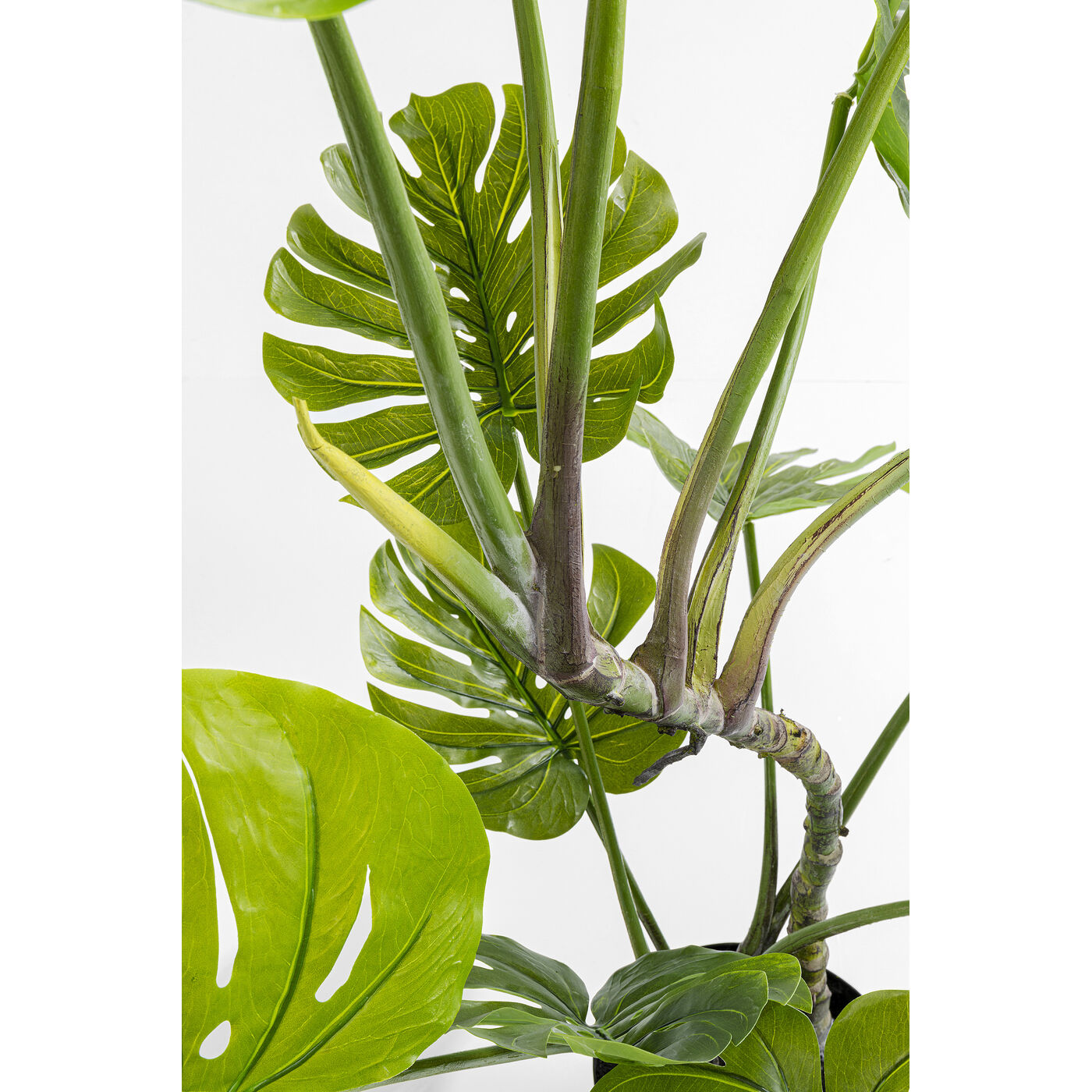Растение декоративное Monstera ракурс 3