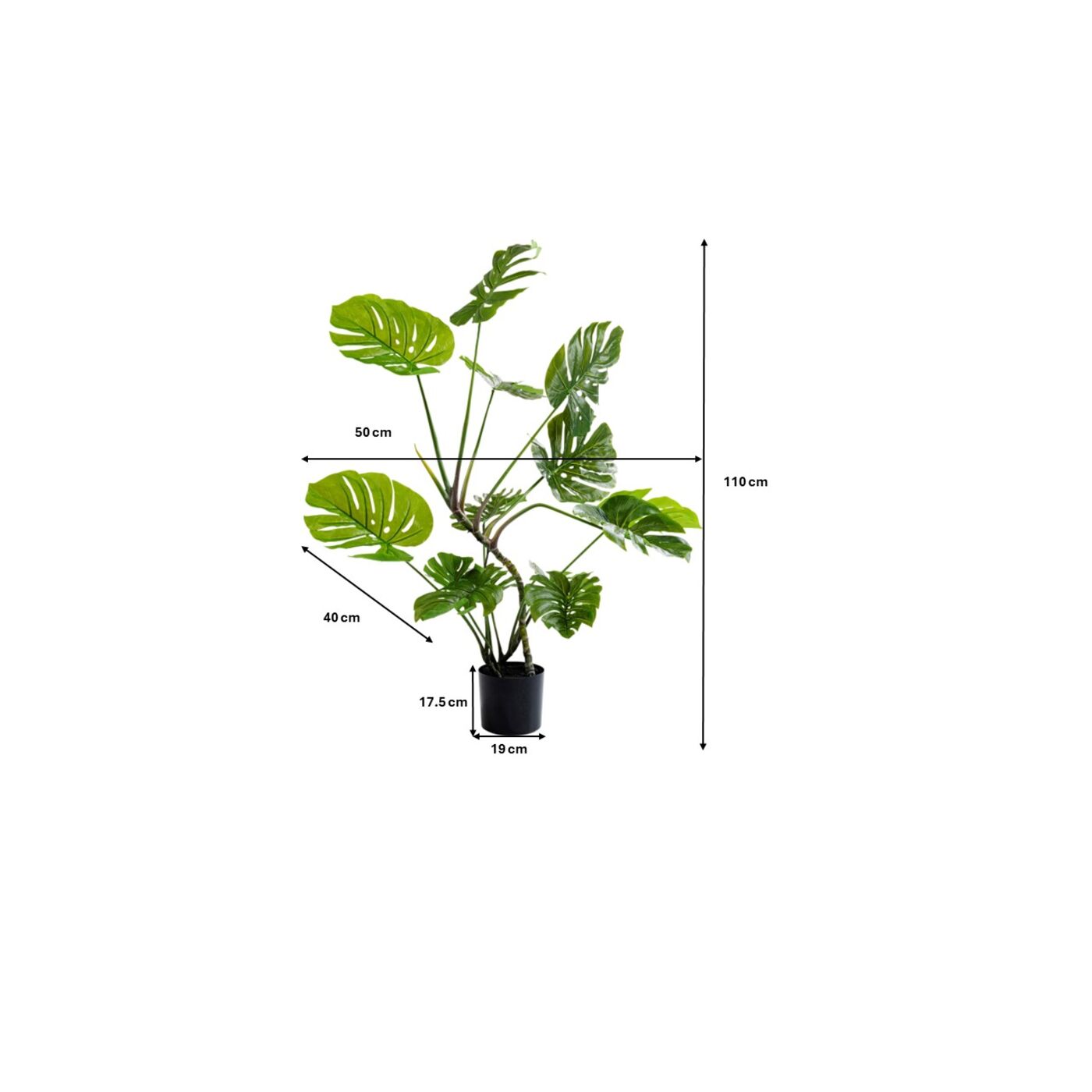 Растение декоративное Monstera ракурс 7