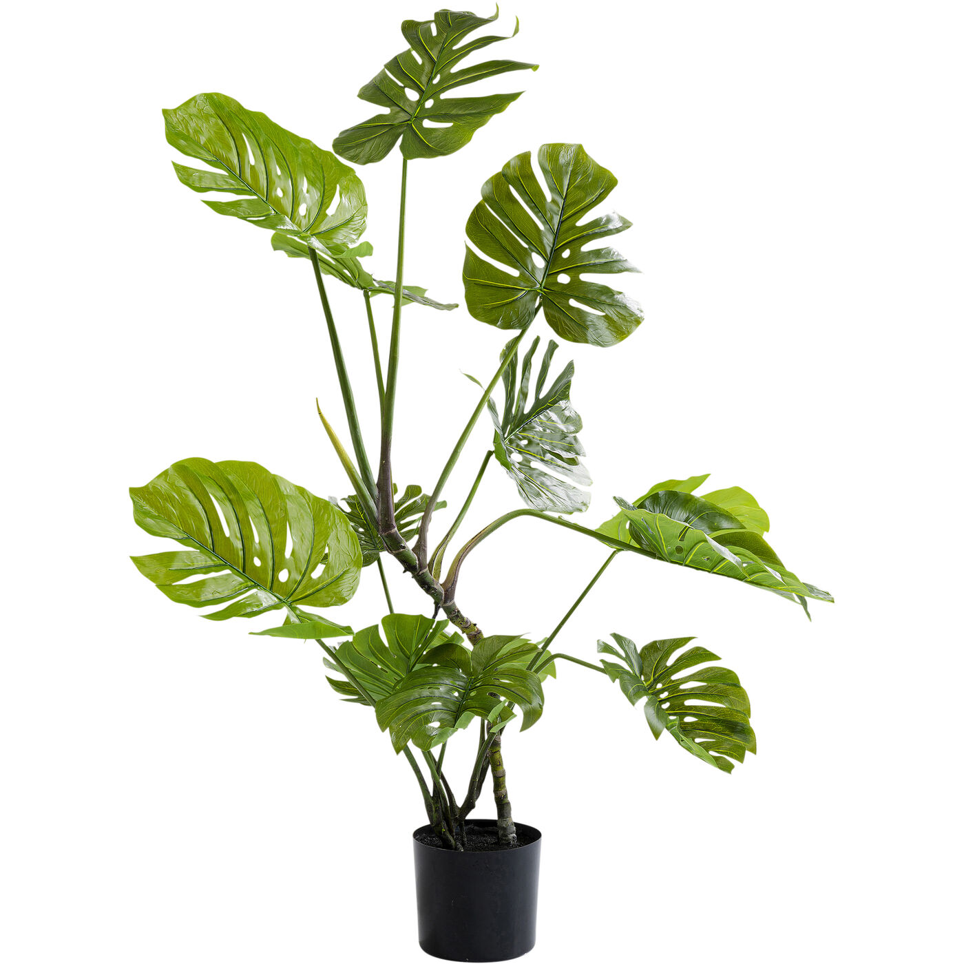 Растение декоративное Monstera ракурс 8