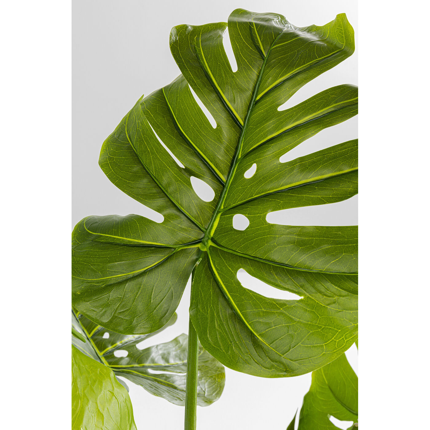 Растение декоративное Monstera ракурс 5