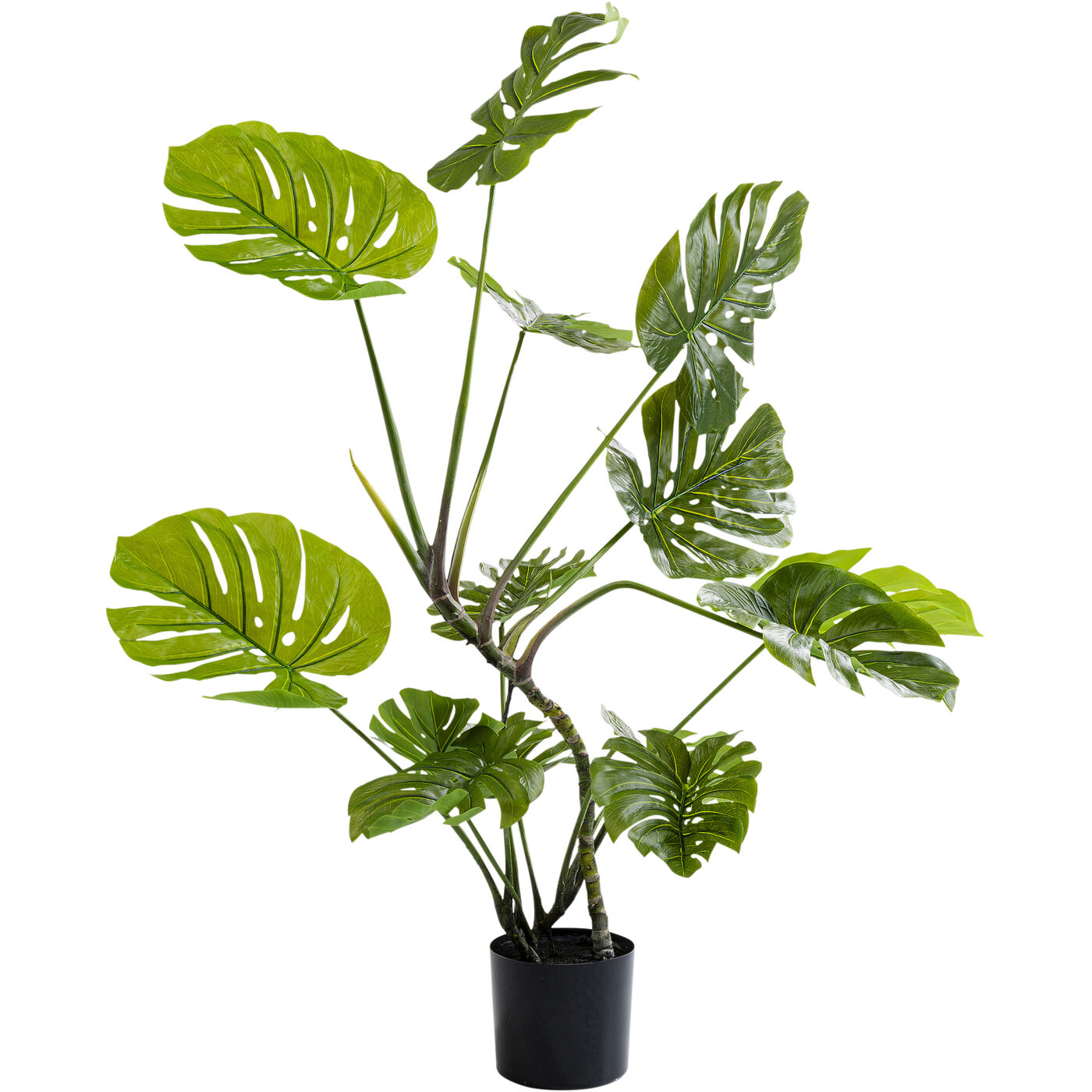 Растение декоративное Monstera ракурс 2