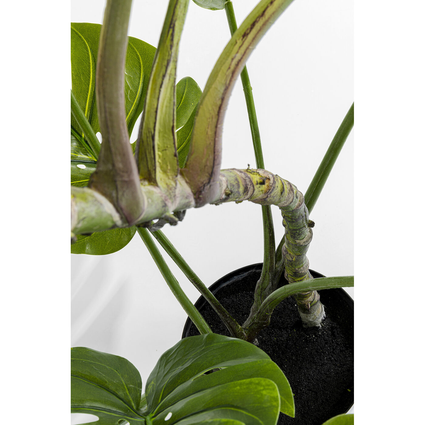 Растение декоративное Monstera ракурс 6