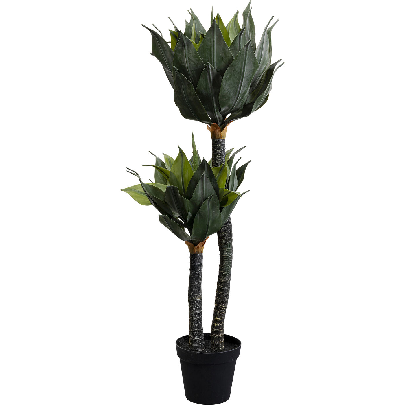 Растение декоративное Agave ракурс 2