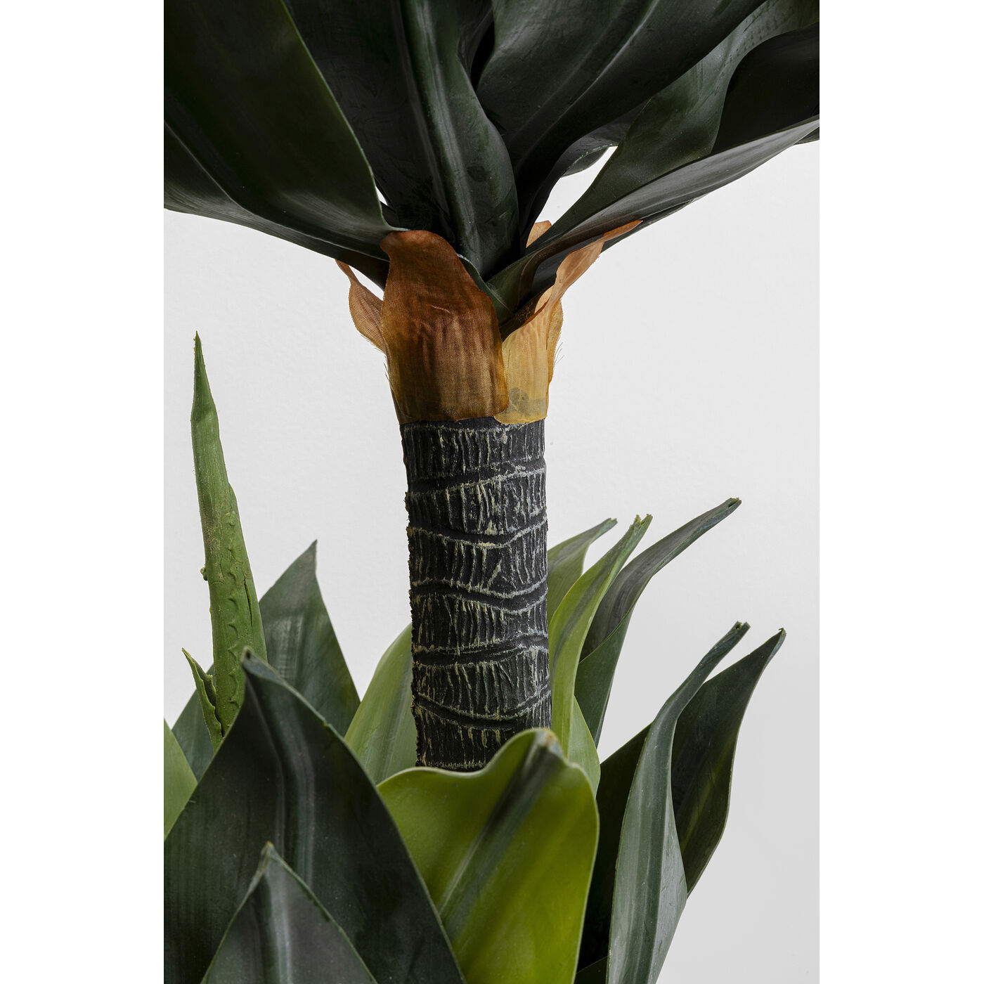 Растение декоративное Agave ракурс 3