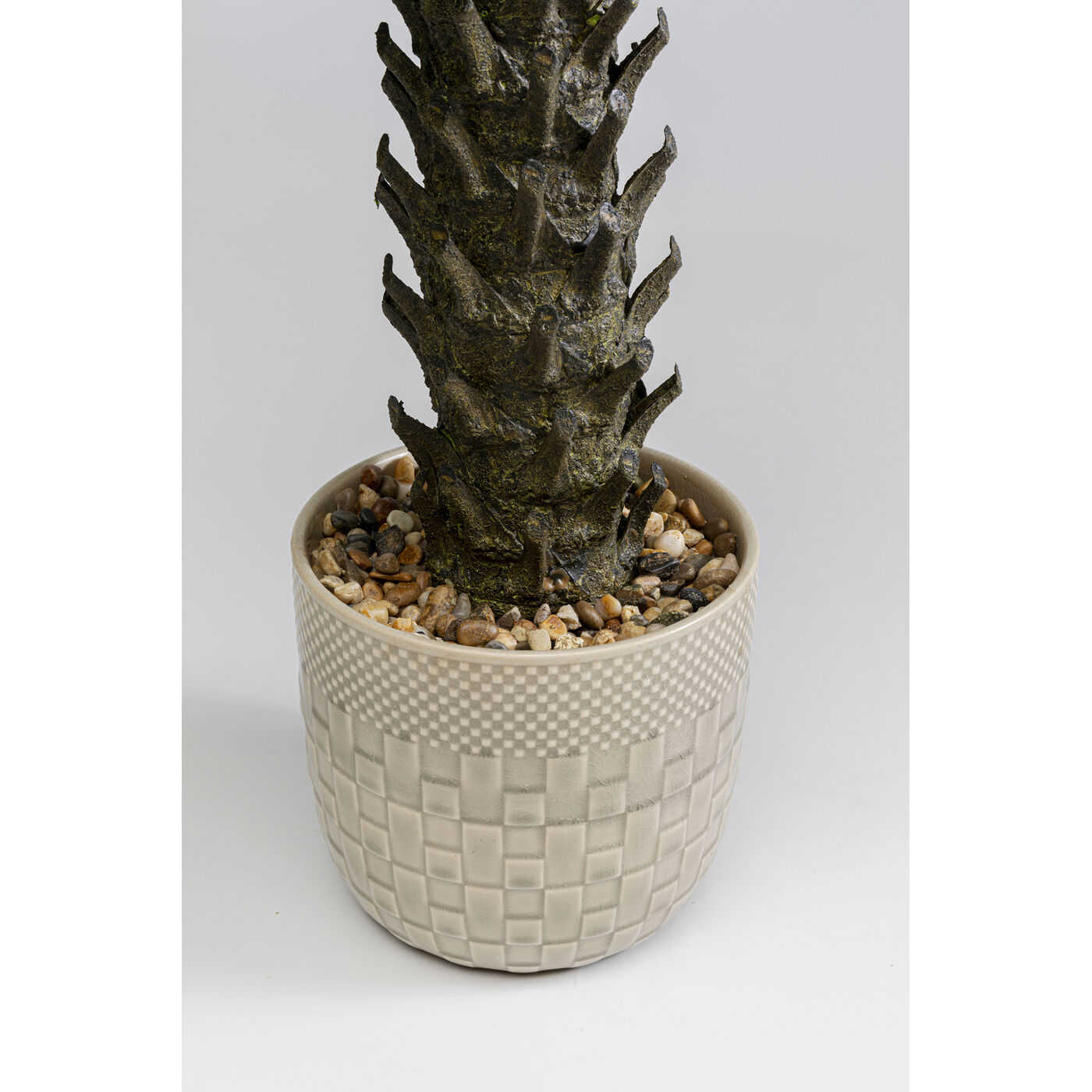 Растение декоративное Cycas Цикас ракурс 4