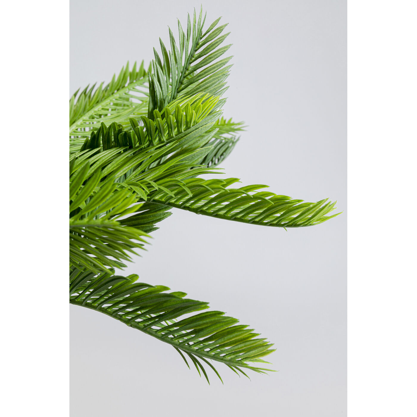 Растение декоративное Cycas Цикас ракурс 3