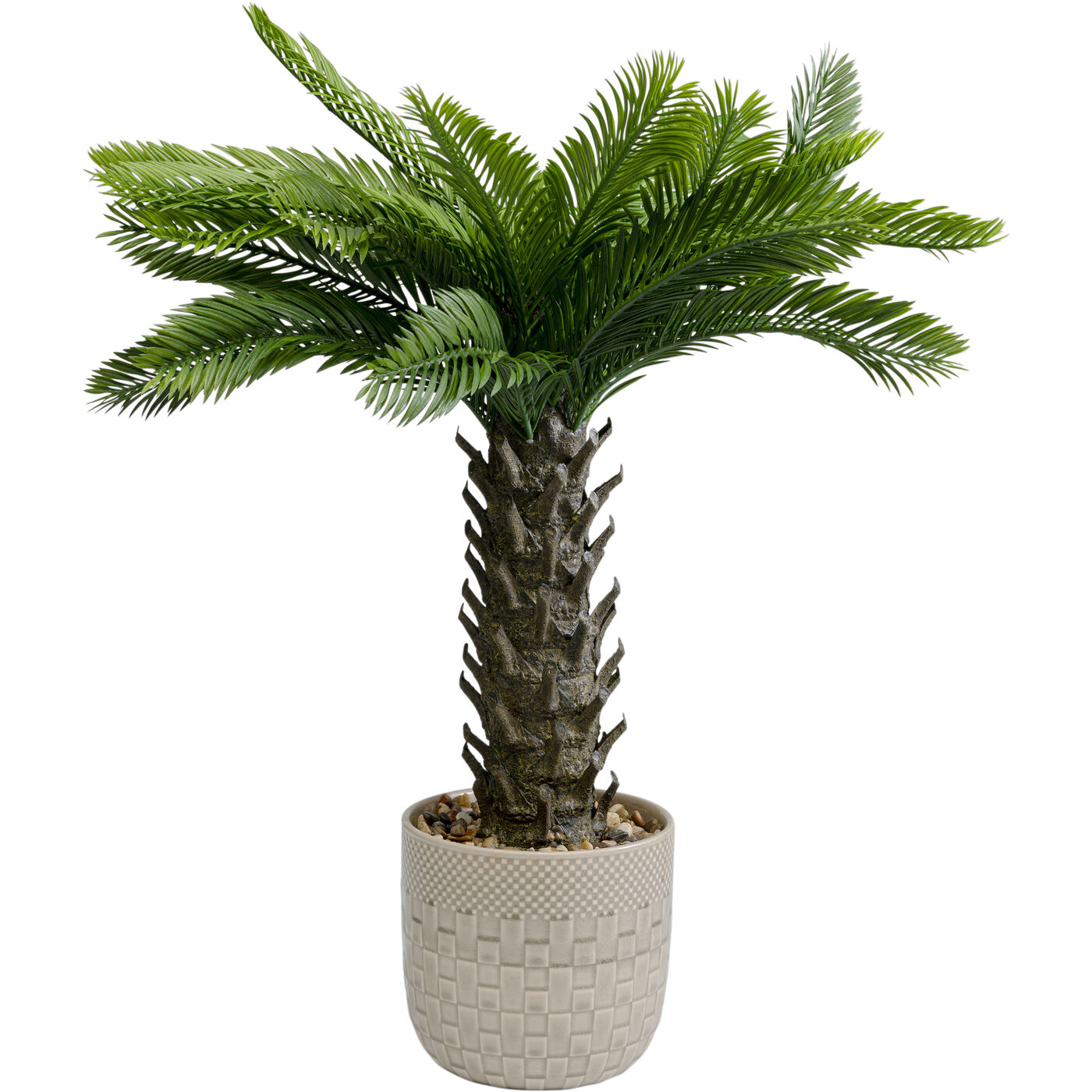 Растение декоративное Cycas Цикас ракурс 2